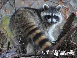 国产浣熊的介绍视频,揭秘我国本土珍稀动物的生态魅力