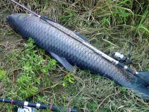 青鱼视频在线播放国产剧情po,青鱼视频独家呈现的精彩瞬间