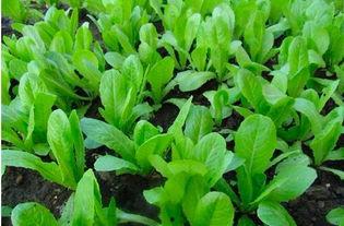 国产小白菜机器栽培视频,高效农业新篇章